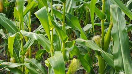 Obraz premium The cornfield is starting to bear ears of corn.
