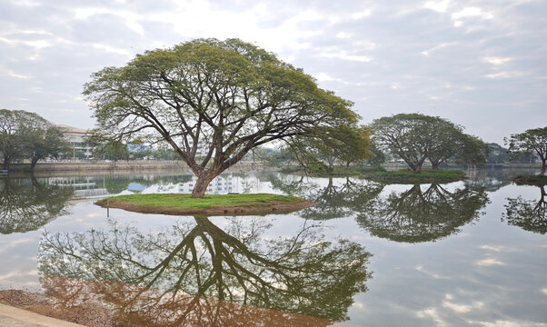 The Rain Tree (Samanea saman)On an island in the middle of the water.