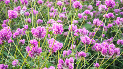 Pink firework flower in the garden