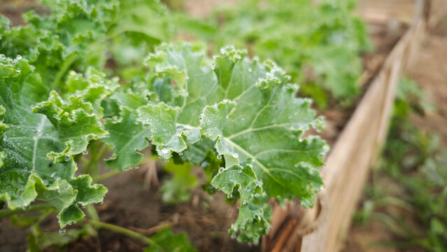 Green kale growing in vegetable bed.