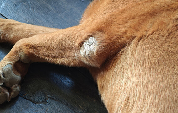 Dogs with calluses on their elbows, often with red rashes, inflammation, and sores, tend to lie on the floor.