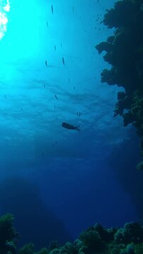 Vertical footage, Bottom view, silhouette of Yellowlip Emperor swims at depths between freestanding coral pillars, against background of turquoise water surface with diving boats in backlit 