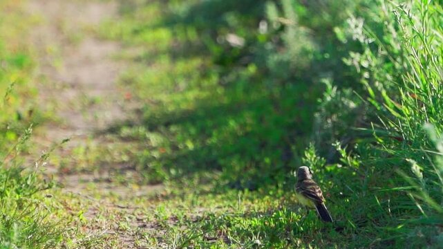 Yellow-headed Wagtails (Motacilla flava). Male and female sitting . Slow motion.