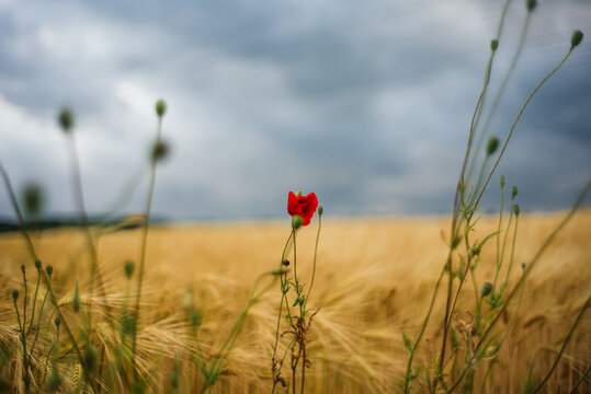Kleine feine Mohnblume steht vor einem gelben Feld