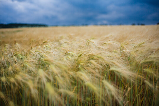 Nahaufnahmen Getreidefeld mit blauem Himmel
