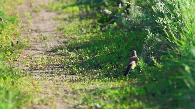 Yellow-headed Wagtails (Motacilla flava). Male and female sitting . Slow motion.