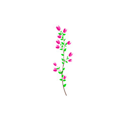 pink flowers on white background
