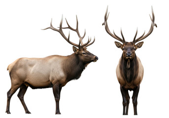 Majestic elk with impressive antlers standing proudly side by side isolated on transparent background