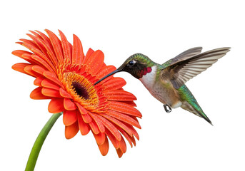 Obraz premium Vibrant hummingbird feeding on orange gerbera daisy flower isolated on transparent background
