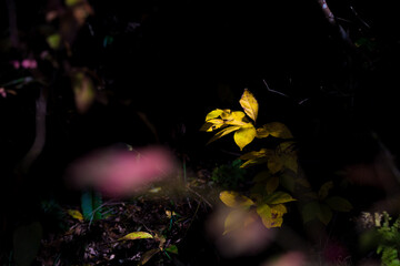 薄暗い林に差し込む一筋の光と色鮮やかに照らされた晩秋の木の葉 / A single ray of light in a dark forest illuminating colorful late autumn leaves