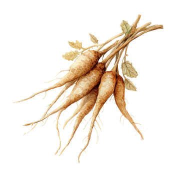Watercolor painting of Burdock Root, detailed and artistic vector illustration on a white background.