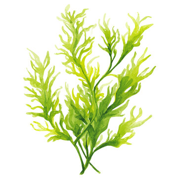 Stylized watercolor Elodea vector, modern artistic illustration with high-quality details on a pure white background.