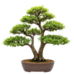 Shaped bonsai tree with lush green foliage in brown ceramic pot isolated on white background