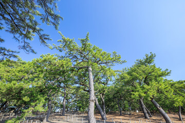 三保松原の松林