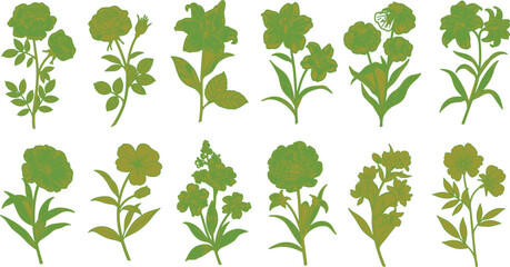 Set of green plants and leaves on white background © Meshkat