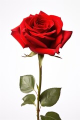 Fototapeta premium Red roes flower plant rose white background.