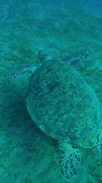 Vertical footage, Top view of Sea Turtle with shark bite marks on fins swims in turquoise water, Green Sea Turtle, Chelonia mydas with its front flippers bitten off by shark swims above seabed