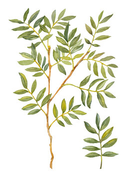 Green Ruscus. Greenery collection. Watercolor botanical painting. Hand-drawn artistic illustration.