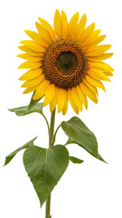 Fototapeta premium Vibrant sunflower with green leaves and bright yellow petals isolated on a transparent background