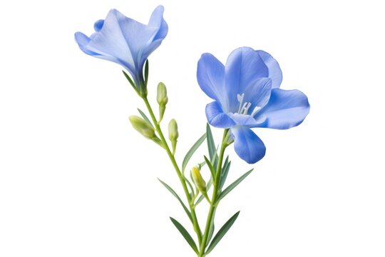 Blue freesia flower blossom petal.