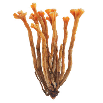 Cordyceps militaris fungus a cluster of orange fruiting bodies with clubbed caps isolated on white background