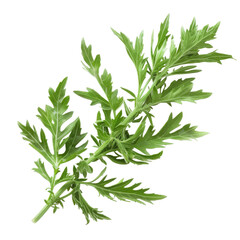 Fototapeta premium Vivid green sprig of deeply lobed leaves, close up isolated on white background