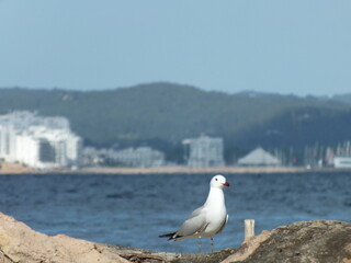Fototapeta premium Seagull gull portrait with coastal city and mountain backdrop
