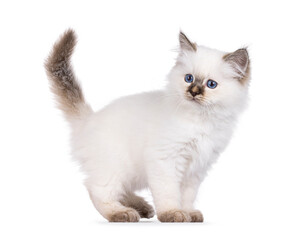 Obraz premium Adorable young cat kitten, standing side ways. Looking surprised backwards away from camera. Isolated on a white background.