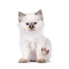 Obraz premium Adorable young cat kitten, sitting up facing front. Looking straight towards camera with back paw lifted for washing. Isolated on a white background.