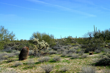 Landscape Sonoran Desert Arizona