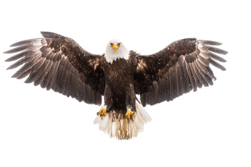 Obraz premium Bald eagle (Haliaeetus leucocephalus) flying with wings spread isolated on transparent or white background, png