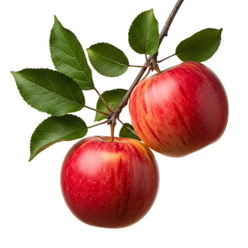 Two ripe red apples hang from a branch with lush green leaves ideal for design on transparent background