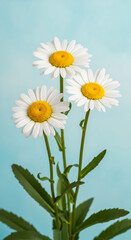 Close-up of three daisy flower on a light blue background. White petals with a yellow center, representing simplicity, purity, and new beginning