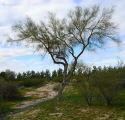 Obraz premium Palo Verde Tree, Sonora Desert, Mid Winter
