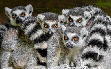 Group of Ring-tailed lemur (Lemur catta) - frontal close-up view  © Henner Damke