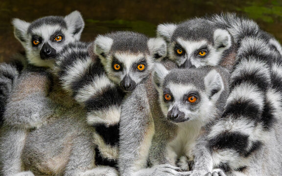 Group of Ring-tailed lemur (Lemur catta) - frontal close-up view 