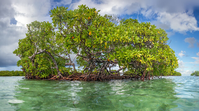 A free-standing red mangrove tree growing in shallow water north of Sainte-Rose, Caribbean island Guadeloupe