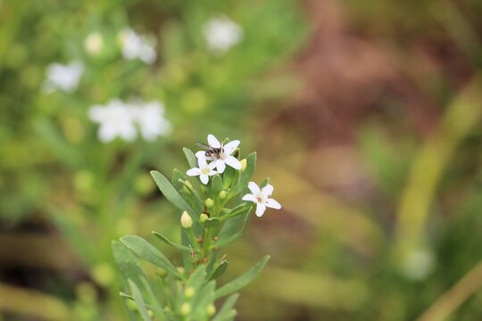 Bee Fly (Villini) feeding on Creeping Boobialla flower nectar, South Australia