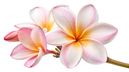 Beautiful pink and white frangipani flowers with delicate petals and vibrant yellow centers isolated on transparent background transparent background