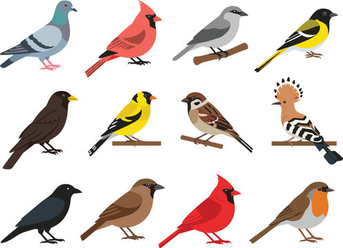 Flat vector illustration set of diverse bird species including cardinal blue jay pigeon sparrow and robin for nature education.