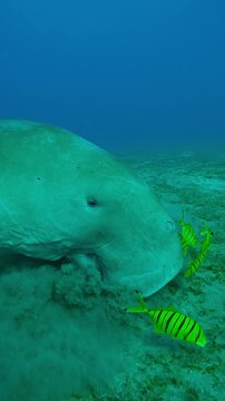 Vertical footage, Sea Cow grazing on sandy bottom covered with green sea grass, Slow motion of Sea Cow, Dugong dugon on seabed with shoal of Golden Trevally, Gnathanodon speciosus