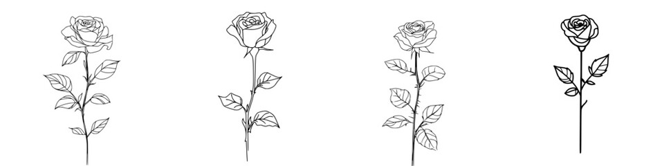 Fototapeta premium Elegant Rose: A Timeless Symbol of Love and Passion