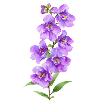 Stylized watercolor Angelonia Flower vector, modern artistic illustration with high-quality details on a pure white background.