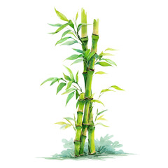 Obraz premium Lucky Bamboo watercolor vector, hand-painted style, high-quality illustration isolated on white background.