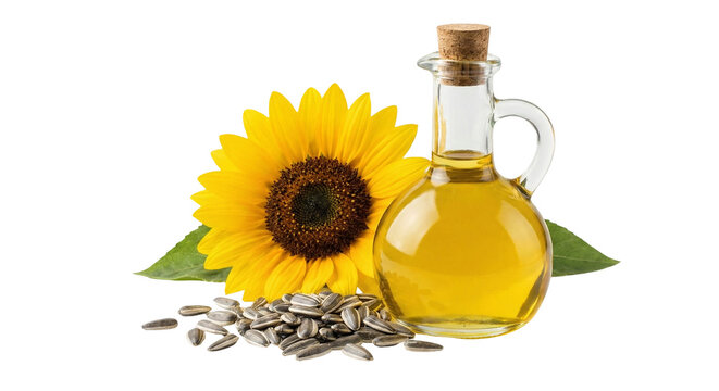 Golden Sunflower Oil in Glass Bottle with Vibrant Yellow Blossom and Striped Seeds, Healthy Cooking Ingredient isolated on transparent background