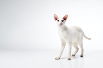 White Oriental cat standing on a clean surface looking around in a well-lit space during daytime