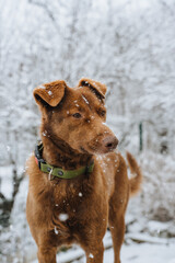 A red dog with a green rubber collar sits on the curb in winter. Winter atmosphere, trees and yard in the snow. A ginger dog is sitting in the snow. A favorite dog from a shelter. Vertical photo.