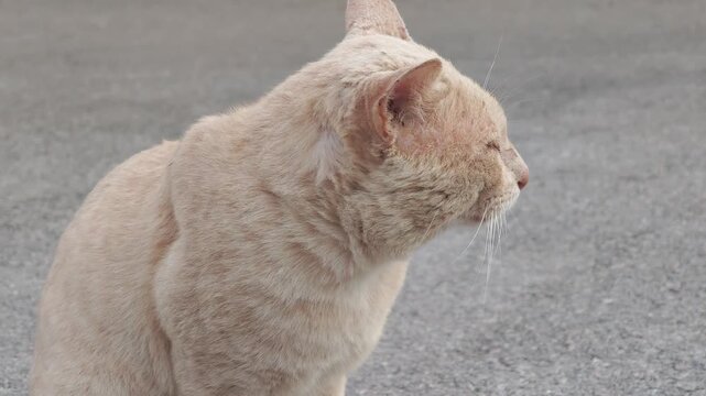 The old cat has mange in the house.