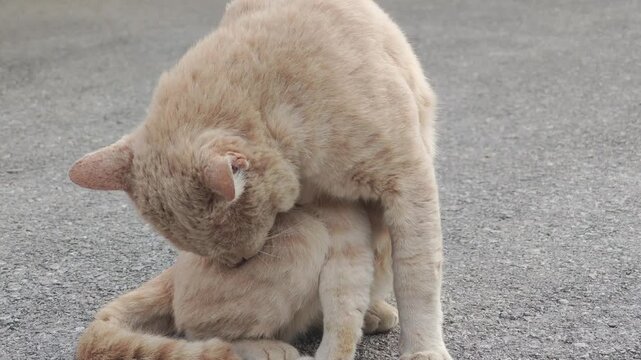 The old cat has mange in the house.