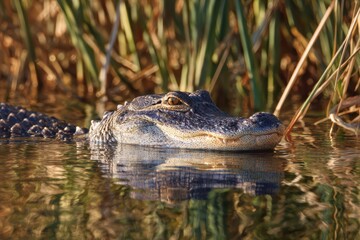 Fototapeta premium Calm river scene with an alligator visible among reeds and reflections